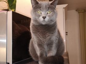 Am 7.04.2022 hat meine reinrassige BKH Katze Bagira