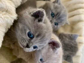 Hallo liebe Katzenfreunde :) unsere schöne Lila 