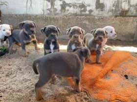 wir bieten super schöne Old English Bulldoggen Welpen