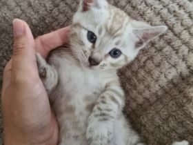 Unsere Katze Sima hat Am 20. April drei männliche und