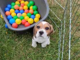 Unsere Mali hat am 6.5.2022 Babys bekommen. Die kleinen