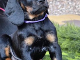 Zapraszamy do odwiedzin Hodowli z Garbu Księżej Góry i