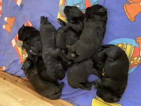Zur abgabe stehen 9 Wunderschöne Labradoodle Welpen.