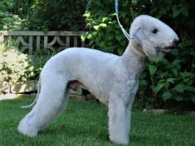 Unser letzter Wurf für das Jahr 2022 ist am 27.08.22