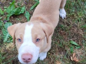 Unsere 8 wunderschönen Labrador/Labrador Mischlinge