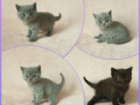 Hallo liebe Katzenfreunde, unsere wunderschöne,