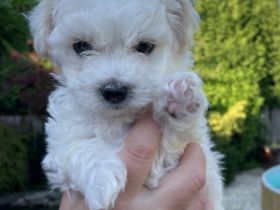 Krásný kluk. Boloňský psík s FCI průkazem původu hledá