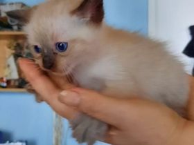 Verkaufe vier wunderschönen Kitten. Vater ist Siam