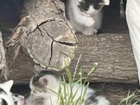 Die jungkitten suchen noch dringend ein neues Zuhause!