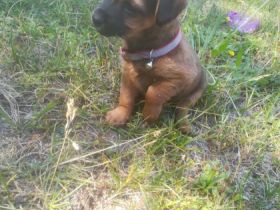 Kleine flauschige Mischliswelpen suchen liebevolles