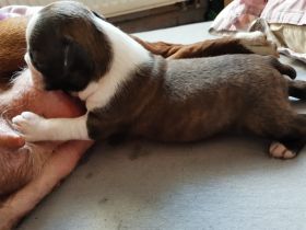 Verkaufe Boston Terrier Welpen ab 29.8.2022 sie werden