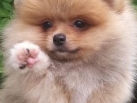 Wir suchen für unsere kleinen Welpen ein liebevolles