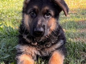 Unsere vielversprechende und sehr gut angelegte Welpen