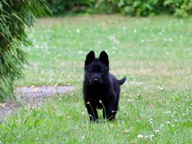 Die süße Schäferhündin und Ihr Bruder suchen noch ein