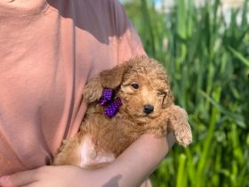 Liebe Pudel Liebhaber! Ich verkaufe ab sofort mein