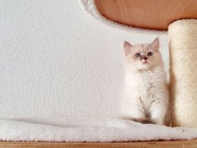 Katzenfreunde, Am 25. März 2022 hat unsere rote BKH 6