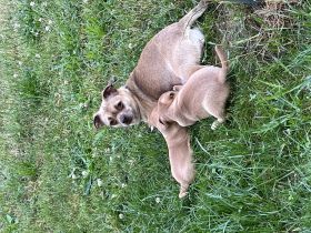 Am 28.5.22 hat unsere chihuahua-Mops Hündin 2 gesunde