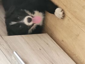 Luna ein Border Collie und Fly ein Australian Sheperd