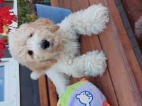 Unsere Doodlekinder jetzt 13 Wochen alt, dürfen jetzt