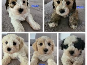 Hurra, Hurra unsere Welpen sind da!!! 8 wunderschöne