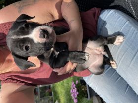 Hallöchen :-) Am 12.05.2022 haben 9 Welpen das Licht