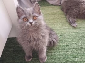Zwei zuckersüße Katzen britische Rasse mit lange Haaren