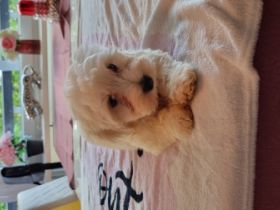 Hallo, wir suchen neuen zuhause für unsere Kleine