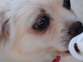 Hallo, Die kleinen süßen verspielten Malteser Mischling