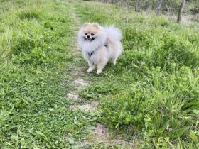 Mylo Mini Pomeranian Zwergspitz