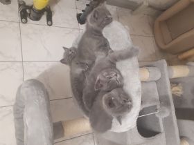 Unsere reinrassige BKH Katze hat am 11.05.2022 Kätzchen