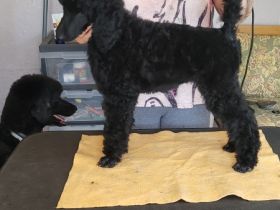 Die Welpen sind 12 Wochen alt, wachsen im