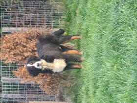 Unsere kleine Rasselbande bestehend aus 2 Weibchen und