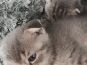 Unsere Kitty hat am 01.06.2022 4 wundervolle Babys zur