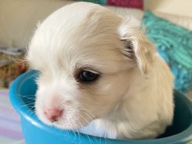 Ari, Süßer kleiner Welpe zu verkaufen nur an Fam. ohne