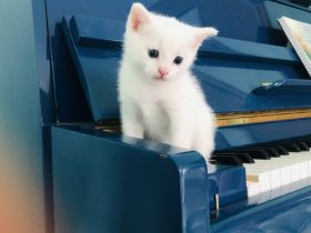 Wunderschöne Babykatzen (männliche) Stubenrein und