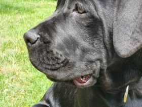 Ich verkaufe meinen Cane Corso namens Ares da meine