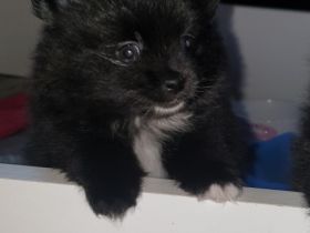 Hallo ihr Lieben, Wir haben noch einen Pomi Rüden in