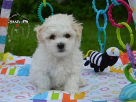 Krásný kluk. Boloňský psík s FCI průkazem původu hledá