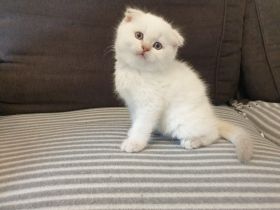 Wir haben zauberhafte Kätzchen in liebevolle Hände