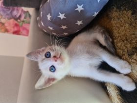 Hallo, Meine Kitten geboren am 13.05.2022 sind am 5.