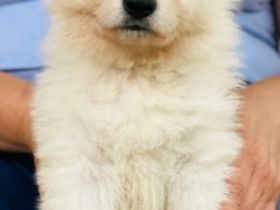 Auf der Suche nach einem tollen Zuhause, ein Rüden und