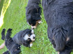 Unsere wunderschöne Hündin Esta hat 9 gesunde Welpen