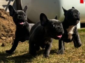 Am 09.05.22 hat unsere Französische Bulldogge Shiva