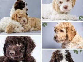 Wir haben Welpen! Unserere Hunde wachsen mit Kindern