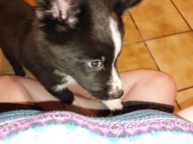 Unser Nachwuchs sucht noch ein neues Zuhause, geboren