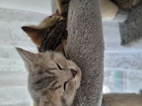 Unsere reinrassige katze hat ab dem 29.03.2022kleine