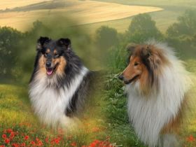 Ich erwarte Anfang August einen wunderschönen Wurf