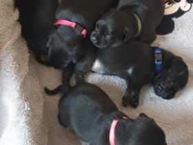 Die Mutter ist ein Dackel-Jack Russell und der Vater