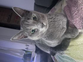 Hallo, unsere 2 reinrassigen russisch Blauen Katzen