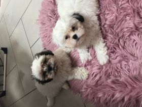 Süße Shih Tzu Welpen suchen liebe Menschen. Leider
